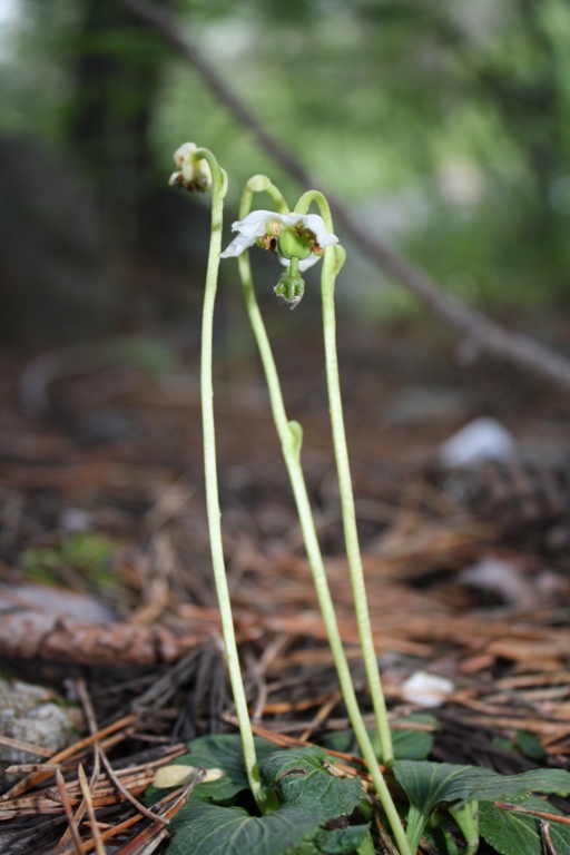 Image of Moneses uniflora specimen.