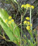 Bupleurum falcatum