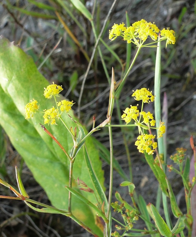 Изображение особи Bupleurum falcatum.