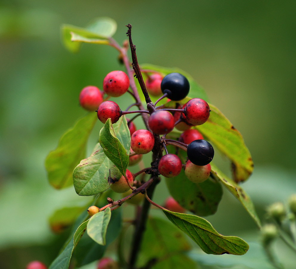 Изображение особи Frangula alnus.