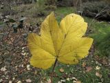 Acer pseudoplatanus