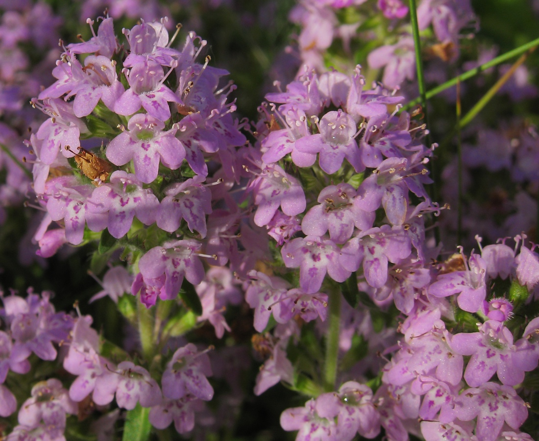 Image of Thymus marschallianus specimen.