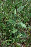 Crepis ramosissima