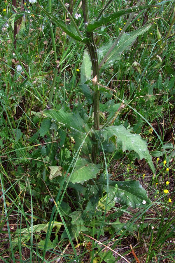 Image of Crepis ramosissima specimen.