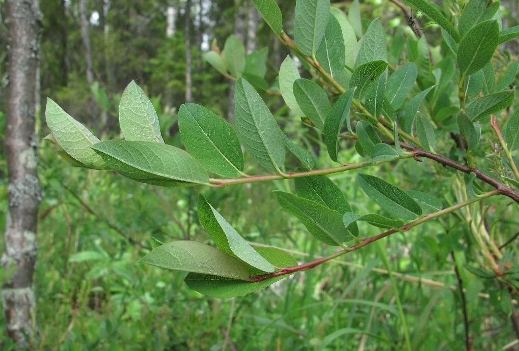 Изображение особи Salix myrtilloides.