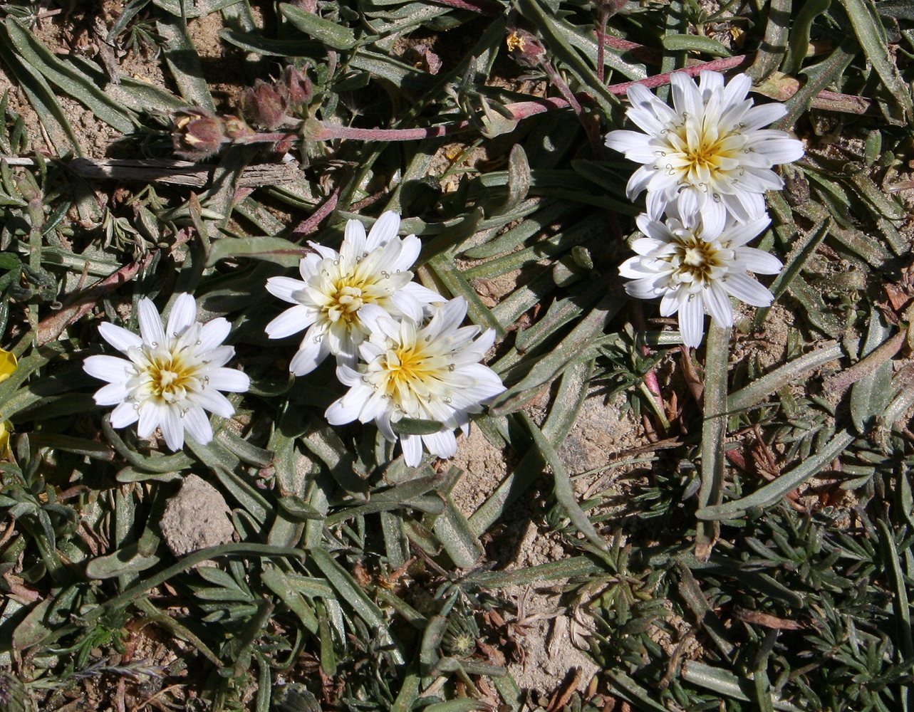 Изображение особи Taraxacum leucanthum.