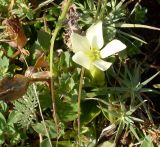 Gentiana oschtenica