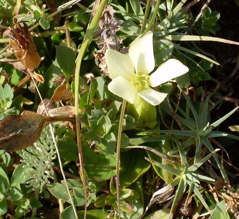 Изображение особи Gentiana oschtenica.