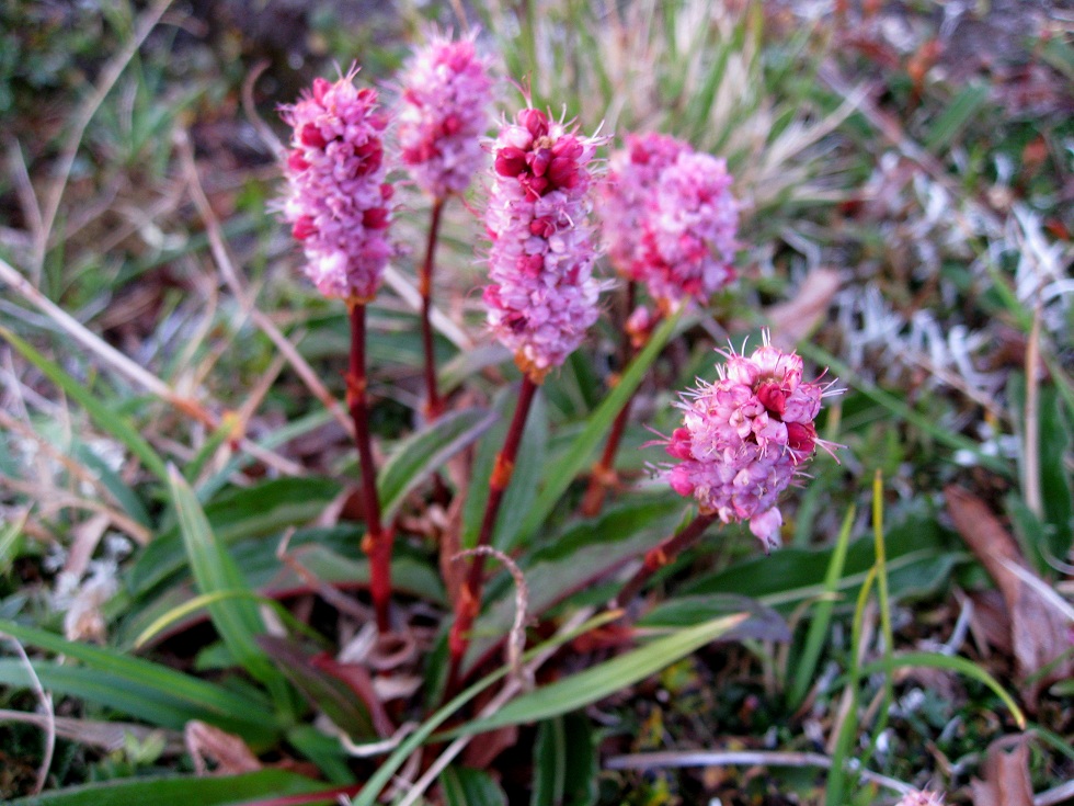 Изображение особи Bistorta plumosa.