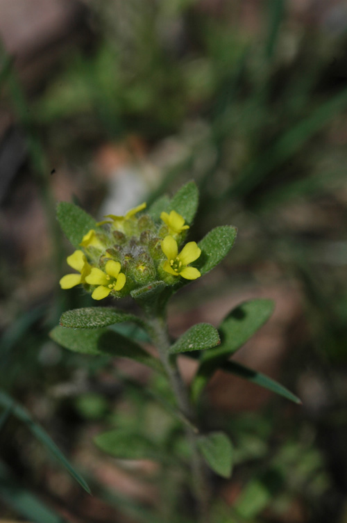 Изображение особи Alyssum turkestanicum var. desertorum.