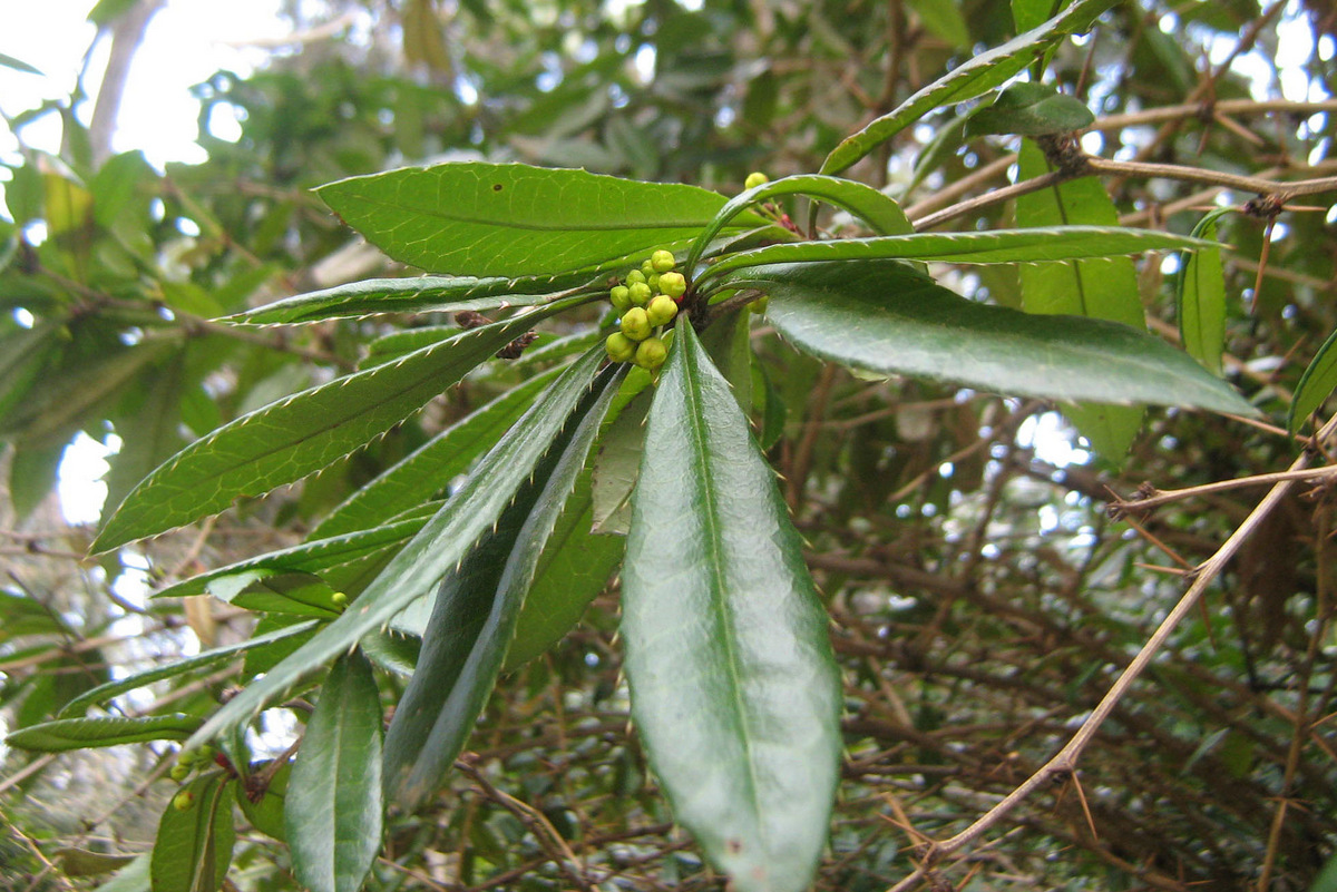 Изображение особи Berberis pruinosa.