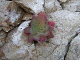 Orostachys malacophylla. Вегетирующее растение. Хабаровский край, Ванинский р-н, прибрежные скалы в бух. Сизиман. 16.08.2008.