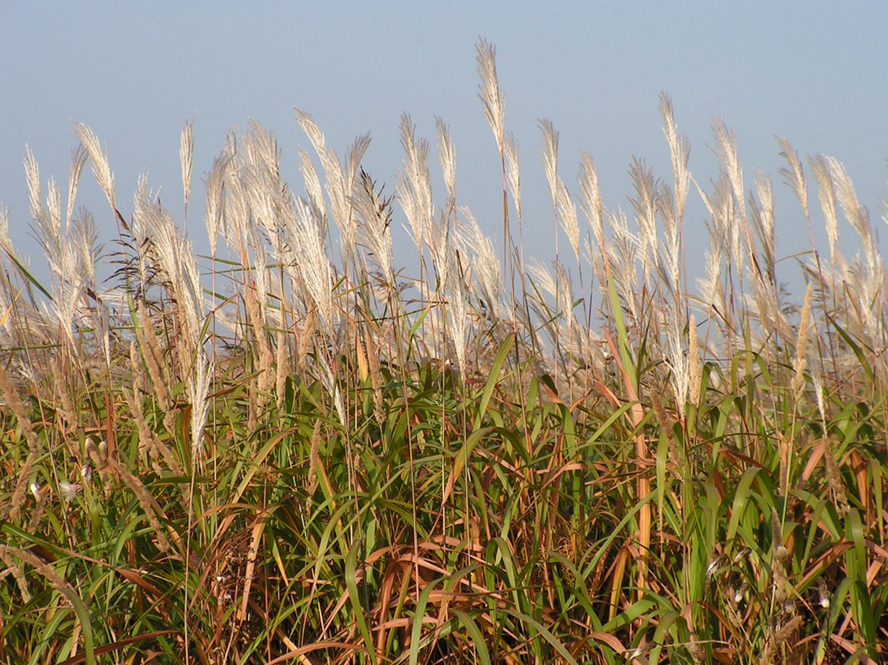 Image of Miscanthus purpurascens specimen.