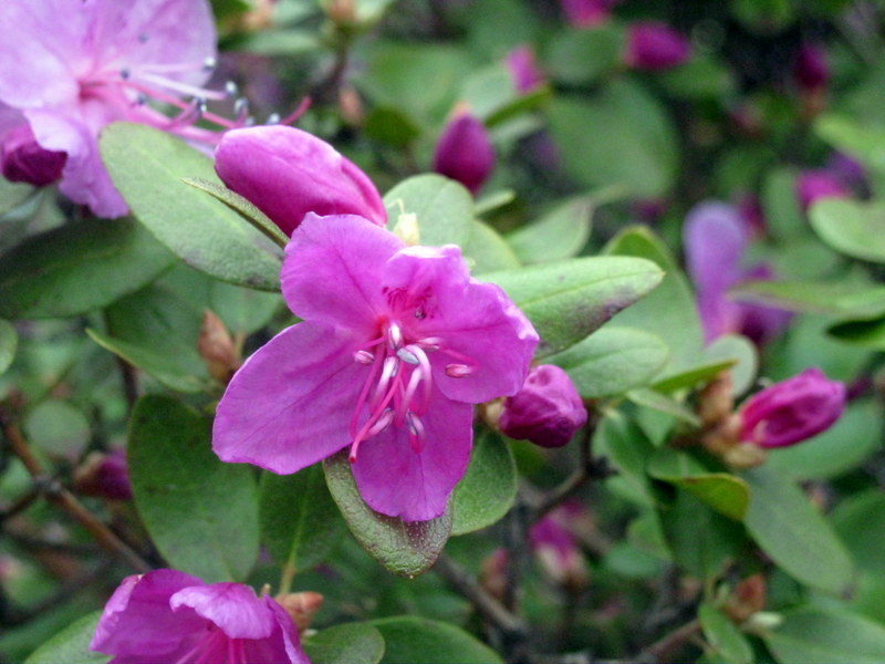Image of Rhododendron ledebourii specimen.