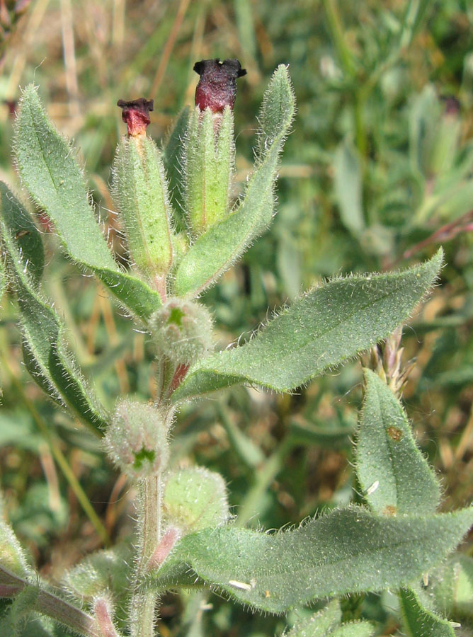 Image of Nonea taurica specimen.