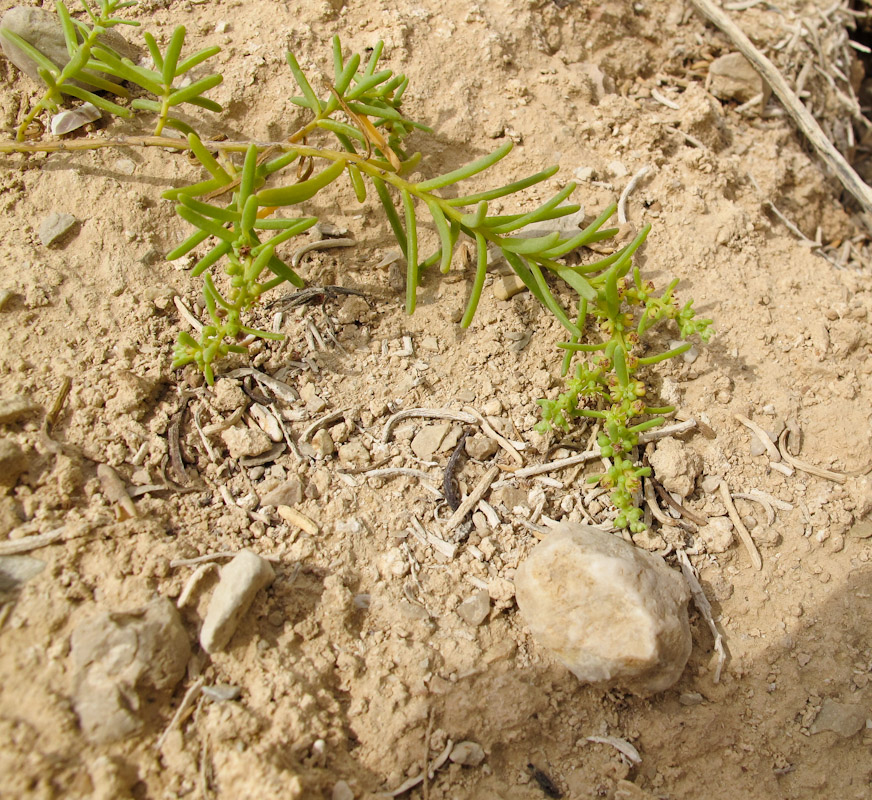 Image of Suaeda monoica specimen.