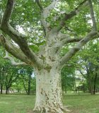 Platanus occidentalis