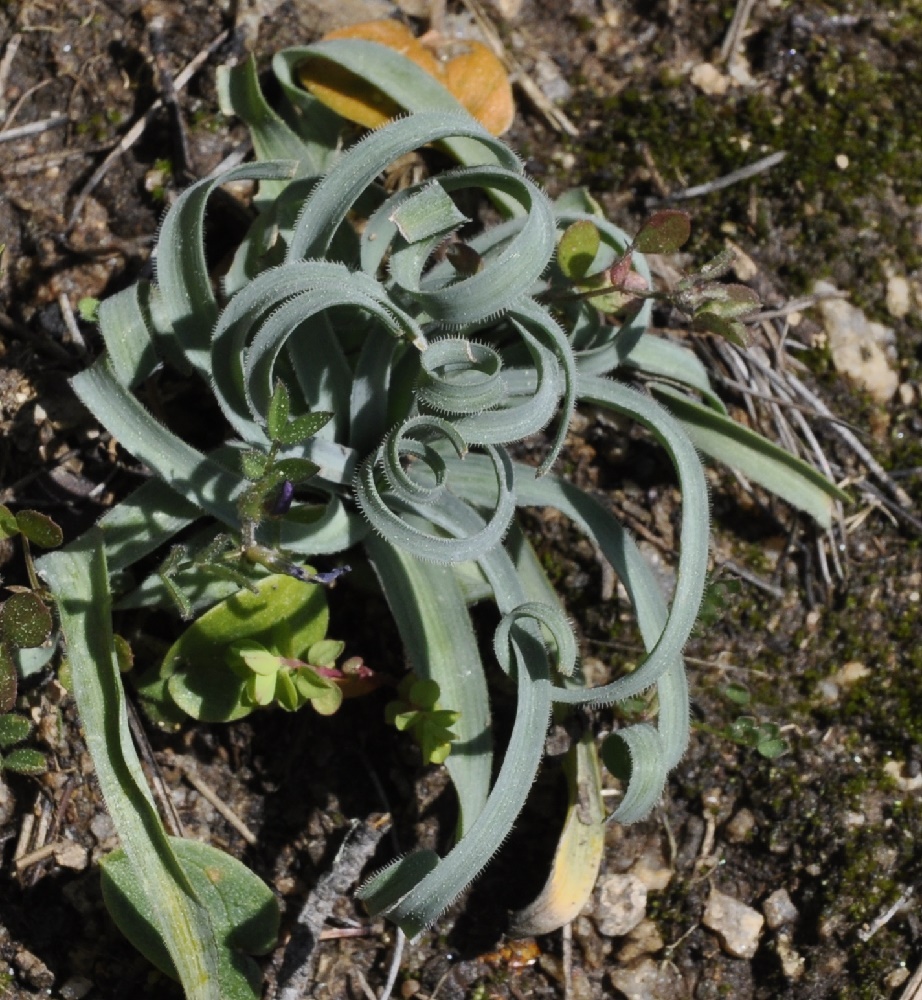 Image of Ornithogalum comosum specimen.