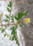 Tribulus terrestris