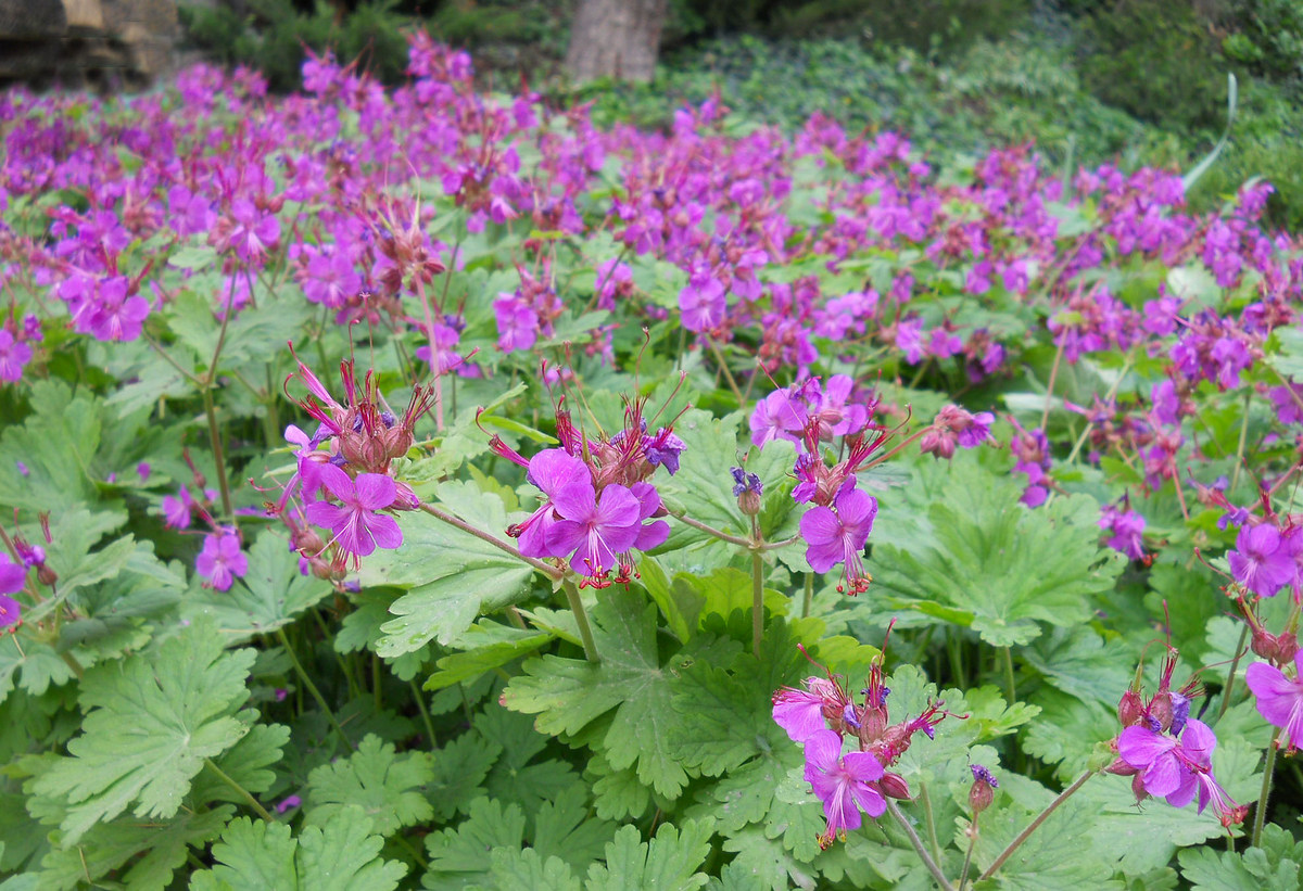 Image of Geranium macrorrhizum specimen.