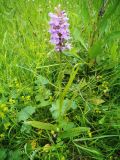 Dactylorhiza baltica. Цветущее растение. Московская обл., Лотошинский р-н, окр. дер. Савостино, пойма р. Русса. 13.06.2012.