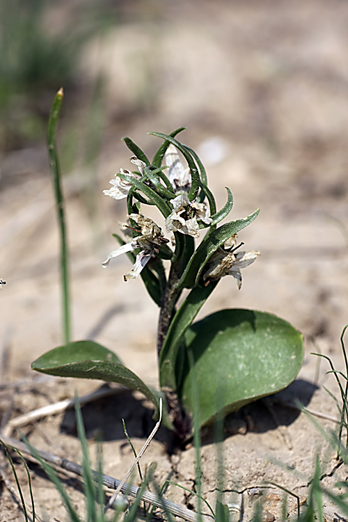 Изображение особи Rhinopetalum stenantherum.