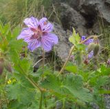 Geranium renardii. Верхушка цветущего растения. Кабардино-Балкария, южный склон пика Терскол, 2800 м н.у.м. 14.07.2012.