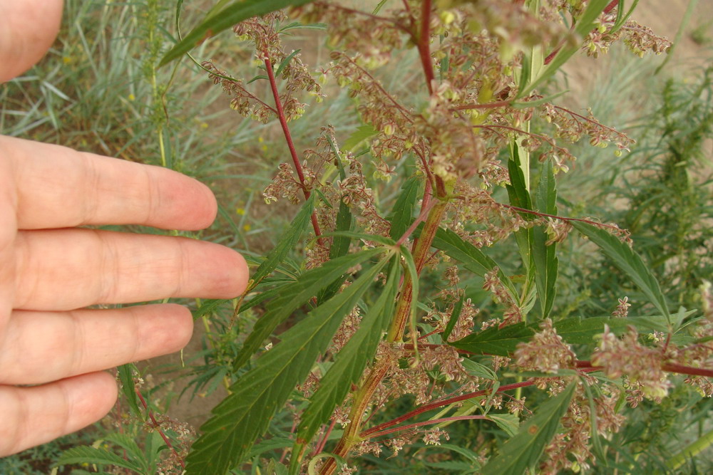 Image of Cannabis sativa var. spontanea specimen.