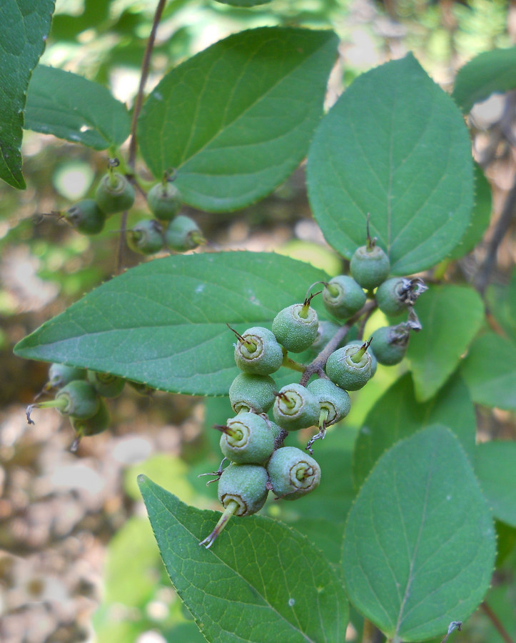 Image of Deutzia scabra specimen.