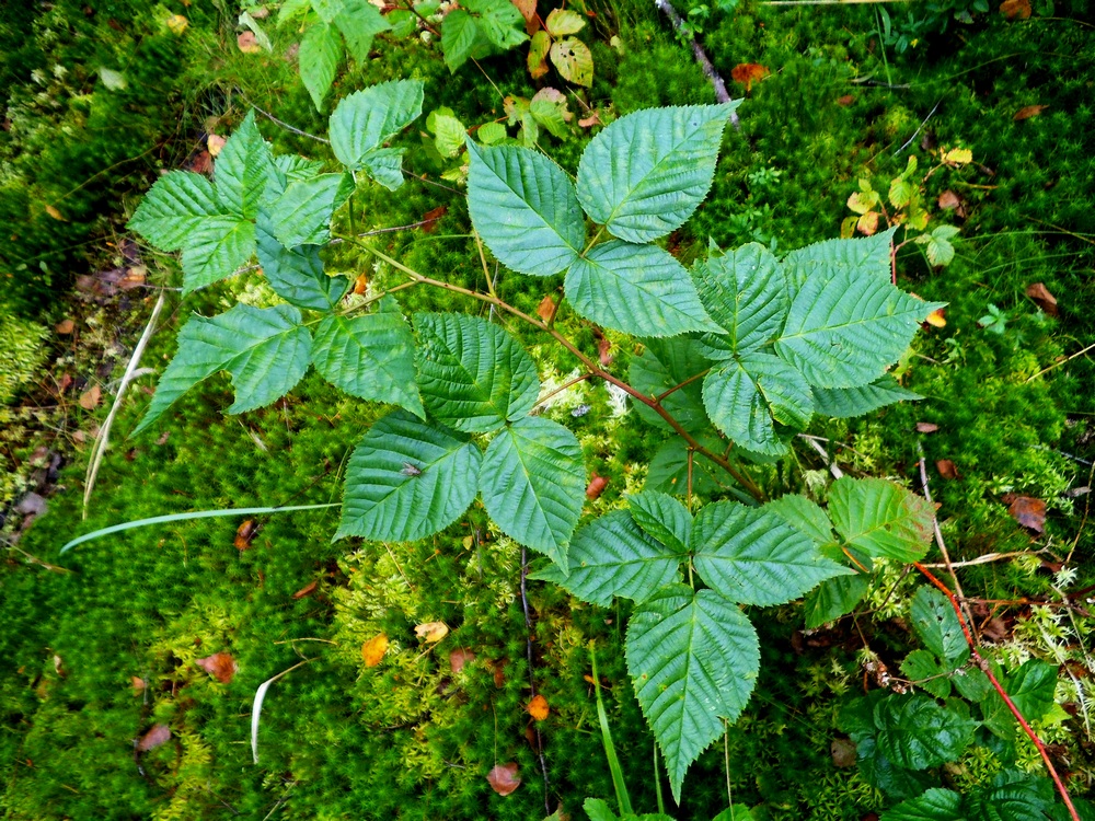 Image of Rubus nessensis specimen.