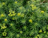 Euphorbia cyparissias