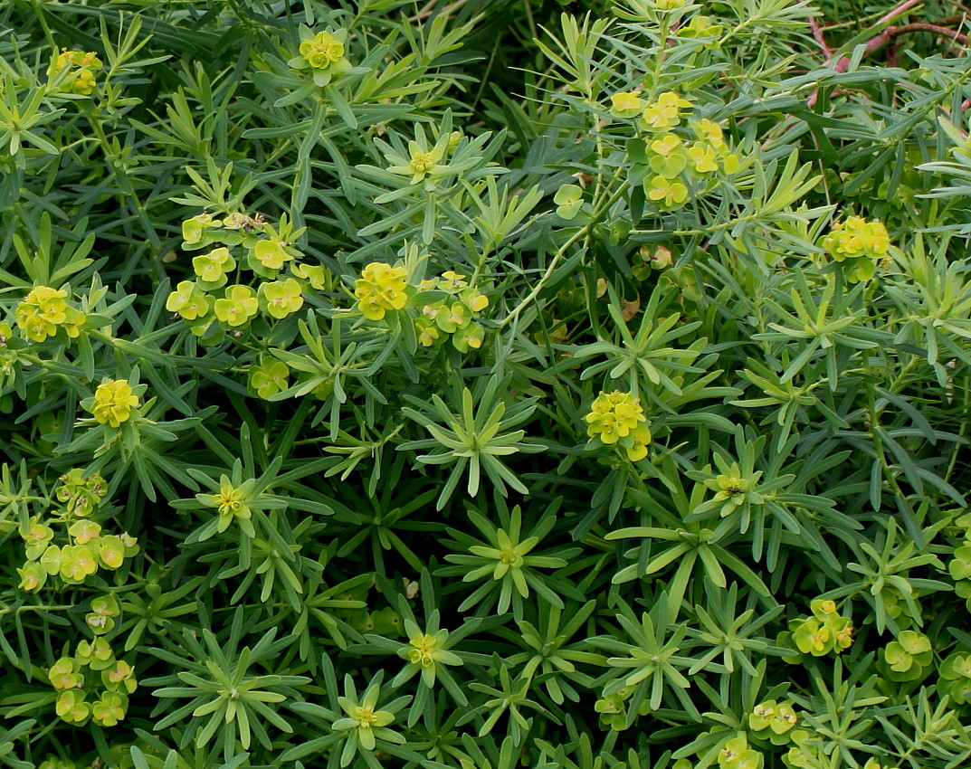 Изображение особи Euphorbia cyparissias.