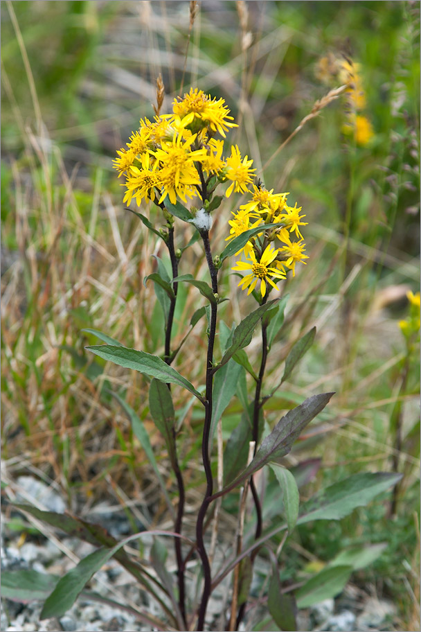Image of Solidago virgaurea ssp. lapponica specimen.