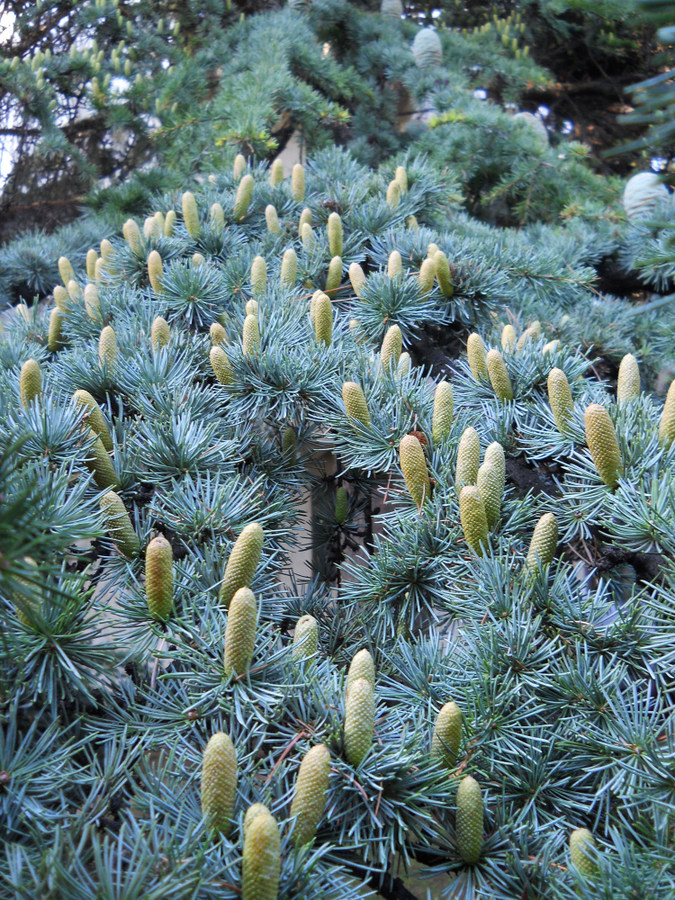 Image of Cedrus libani specimen.