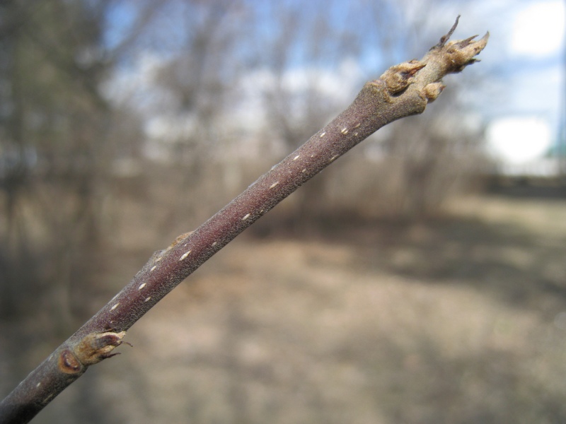 Изображение особи Frangula alnus.