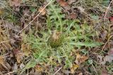 Cirsium rhizocephalum