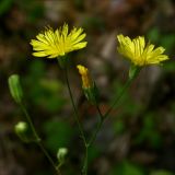 Lapsana communis. Корзинки верхушечного соцветия. Заметен характерный для вида признак - наружные листочки обёртки корзинок значительно короче внутренних. Киев, Святошинский лес, июнь 2008 г.