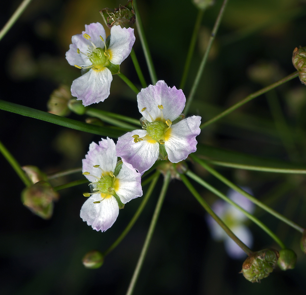 Изображение особи Alisma plantago-aquatica.