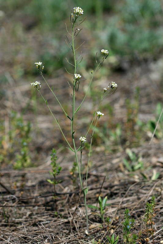 Image of Arabidopsis thaliana specimen.