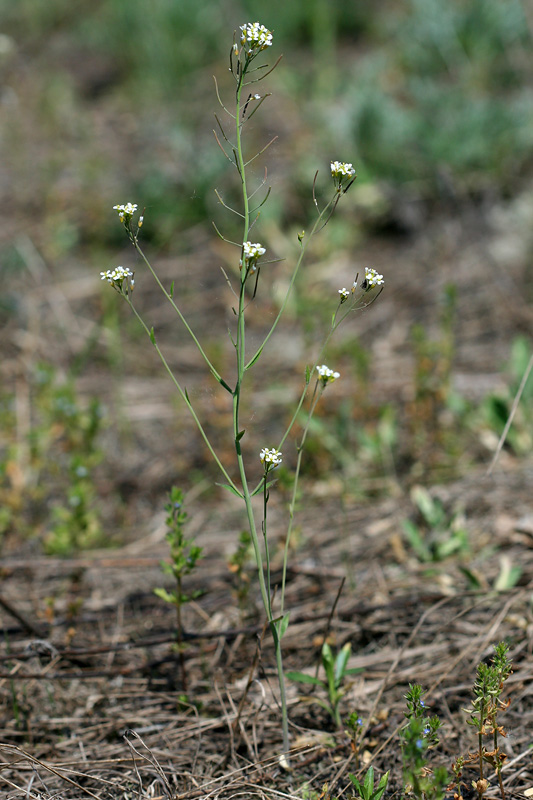 Изображение особи Arabidopsis thaliana.