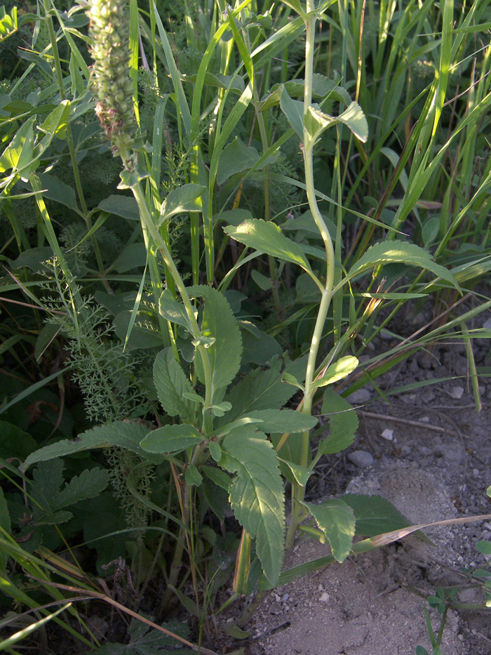 Image of Veronica viscosula specimen.