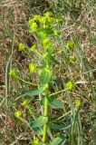 Euphorbia agraria. Верхняя часть цветущего растения. Крым, Севастополь. 4 мая 2009 г.