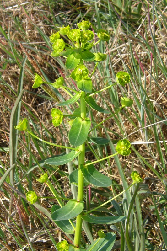 Изображение особи Euphorbia agraria.