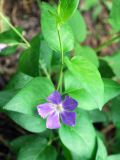 Vinca major