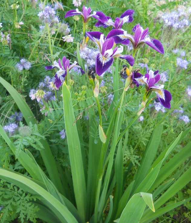 Изображение особи Iris versicolor.