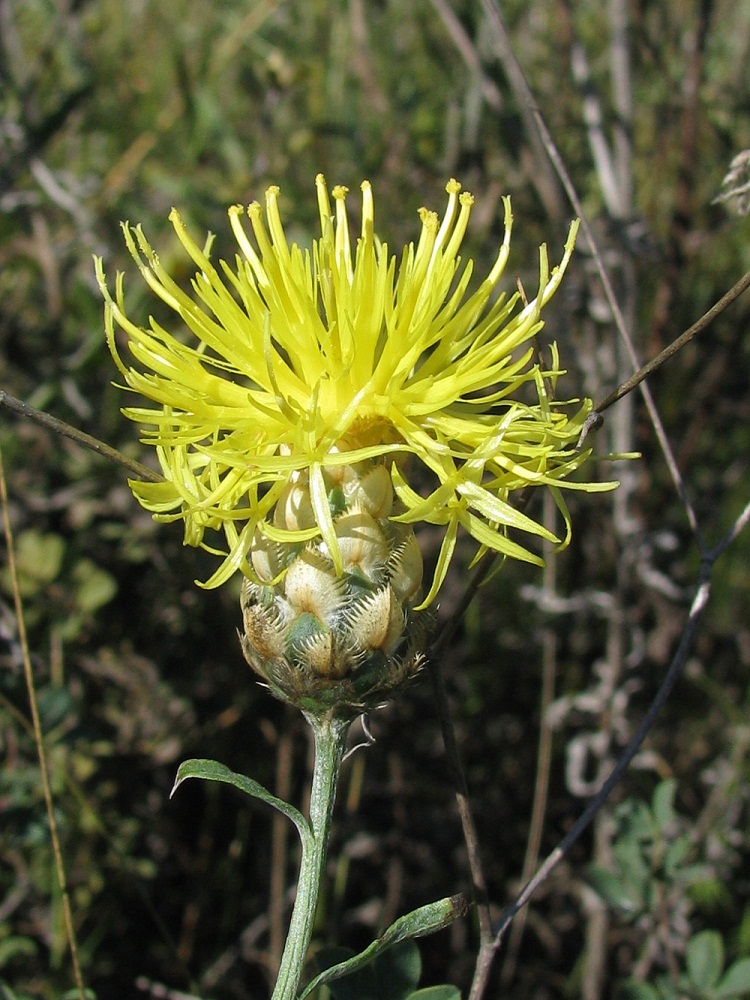 Image of Centaurea orientalis specimen.