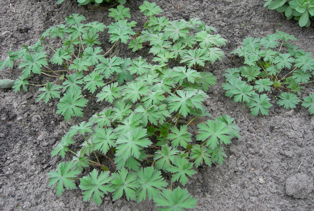 Изображение особи Geranium pratense.