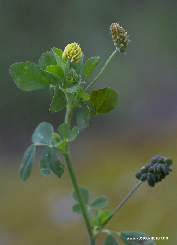 Изображение особи Medicago lupulina.