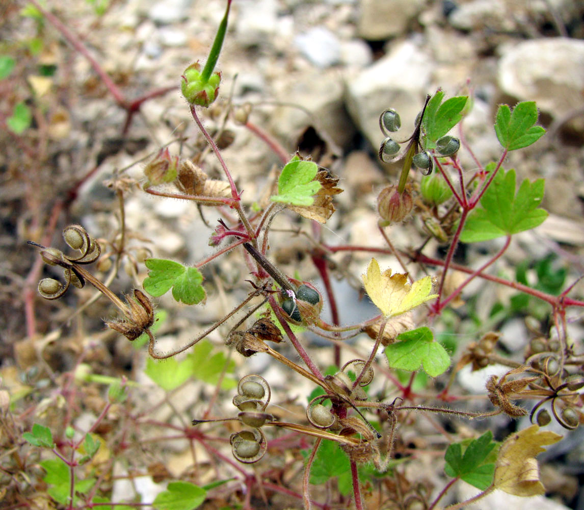 Image of Geranium rotundifolium specimen.