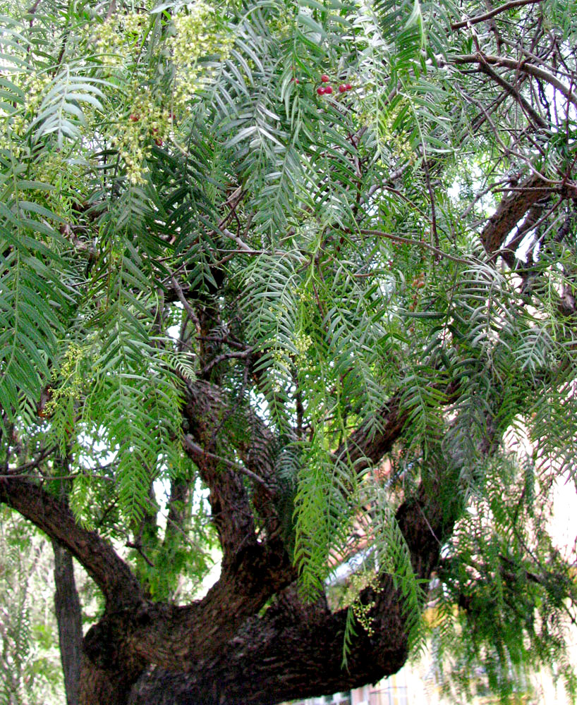 Image of Schinus molle specimen.